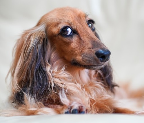 long haired dachshund